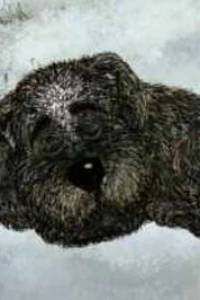 Белолобый (2010) Белолобый (2010)